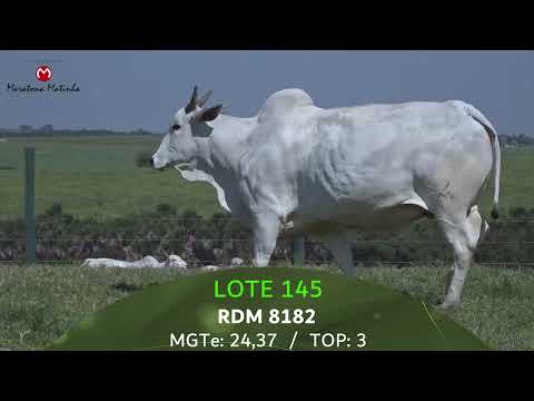 LOTE 145