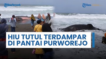 Hiu Tutul 7 Meter Terdampar di Pantai Purworejo, Sudah Terhitung 4 Hiu Tutul Mati Dalam Sebulan
