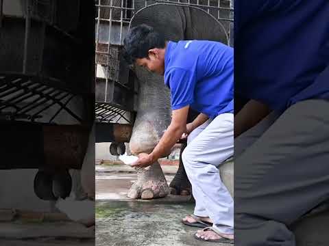This elephant is getting a new prosthetic leg | Humankind #Shorts