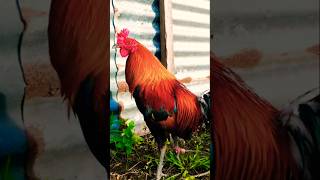gilmore + hatch = napakahusay sa babaan at taasan #rooster #chicken #ayam