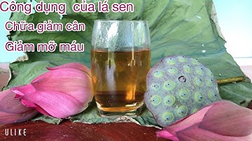 Uống nước lá sen khô đúng cách chữa giảm cân giảm mỡ máu/ góc bếp hoàng duy
