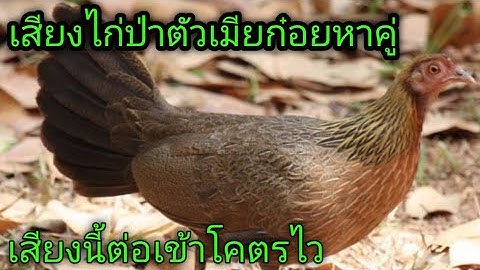 เสียงไก่ต่อตัวเมียก๋อยหาคู่เสียงนี้เข้าไว