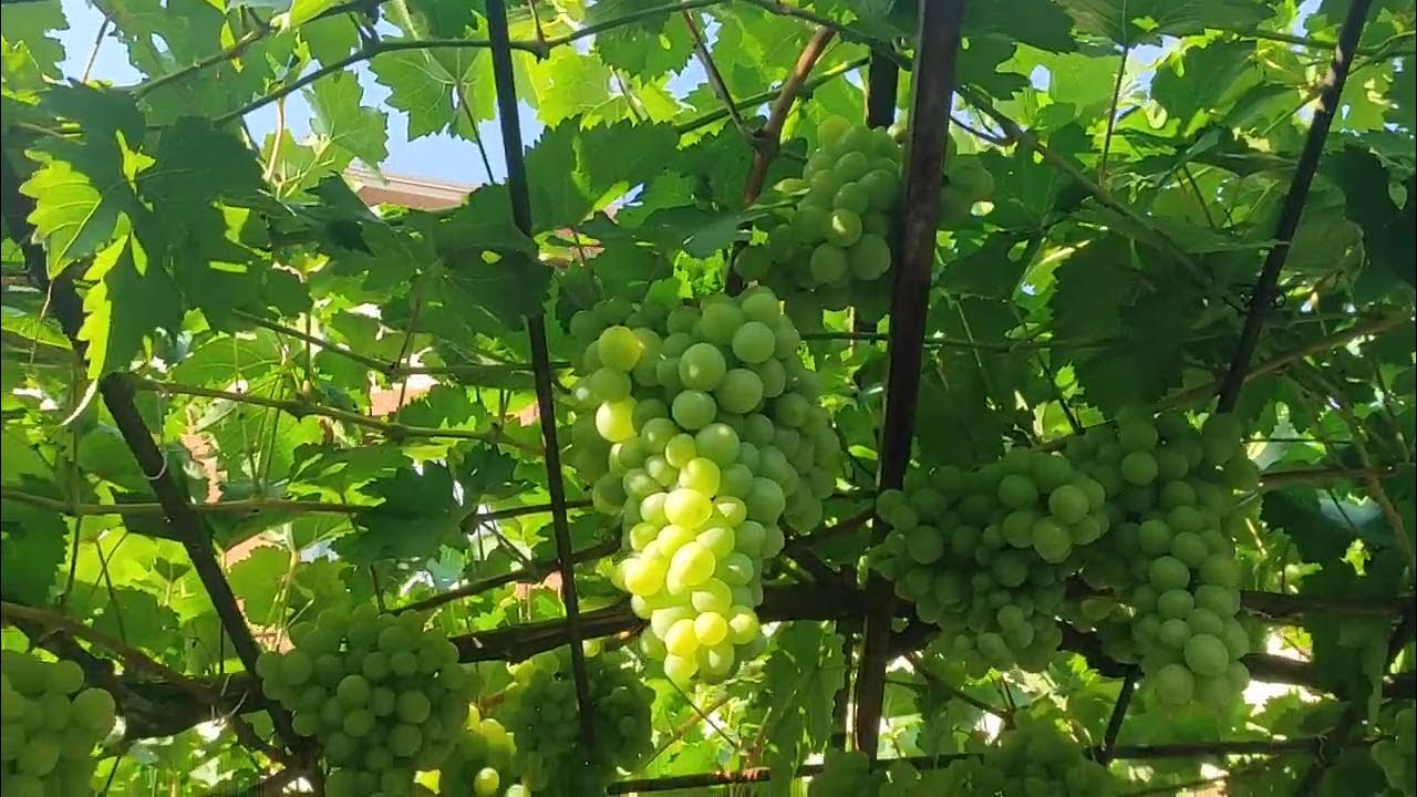 Виноград Графиня Виноград. Плодово-ягодные луковицы, рассада и саженцы