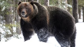 Домашний медведь. Необычная дружба человека и дикого животного