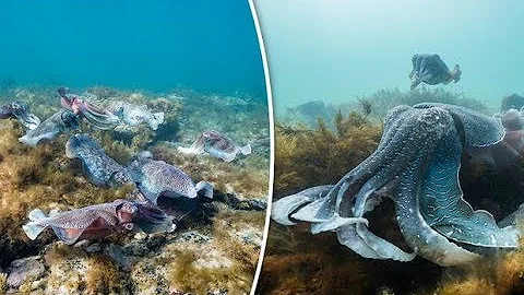 Blue Planet II: Giant cuttlefish changes GENDER to bag a mate
