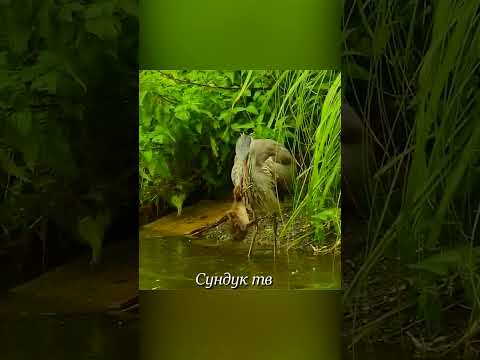 Цапля топит утку.