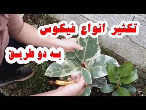 تصویری: تکثیر مختلف فلوکس با قلمه