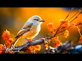 Chirping melody 45  relaxing piano music and morning birds 2