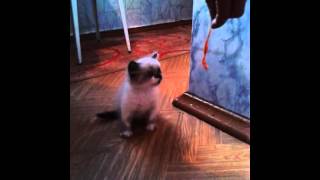 Ахахаха. Котёнку еще 1,5 месяца. Ахахаха. Котёнку еще 1,5 месяца.