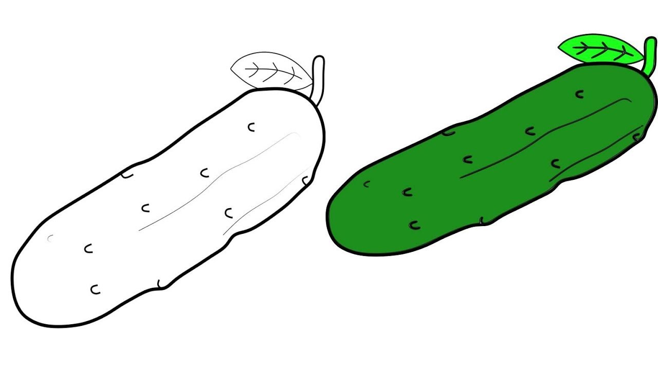 This is a graphic of Candid Sea Cucumber Drawing It is a graphic of Candid Sea Cucumber Drawing