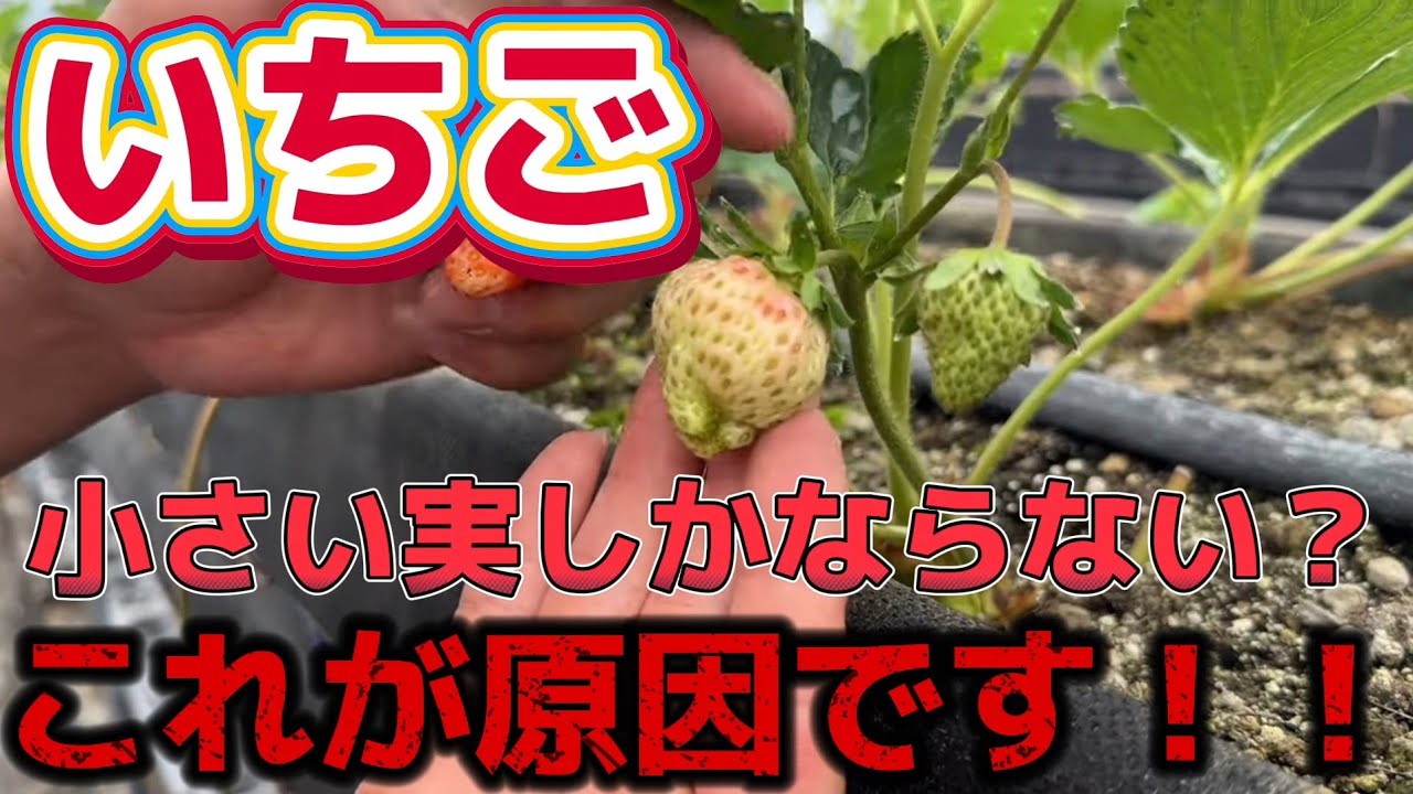 【いちご】毎年、小さい実しかならない方は絶対見て！！ここだけ分かれば、もう悩みません。