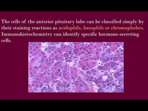 Clinical chemistry/ lecture 8 hypothalamus and pituitary/ fifth year pharmacy students