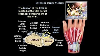 Extensor Digiti Minimi - Everything You Need To Know - Dr. Nabil Ebraheim