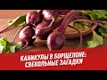 Каникулы в Борщелоне: свекольные загадки - Хочу всё знать