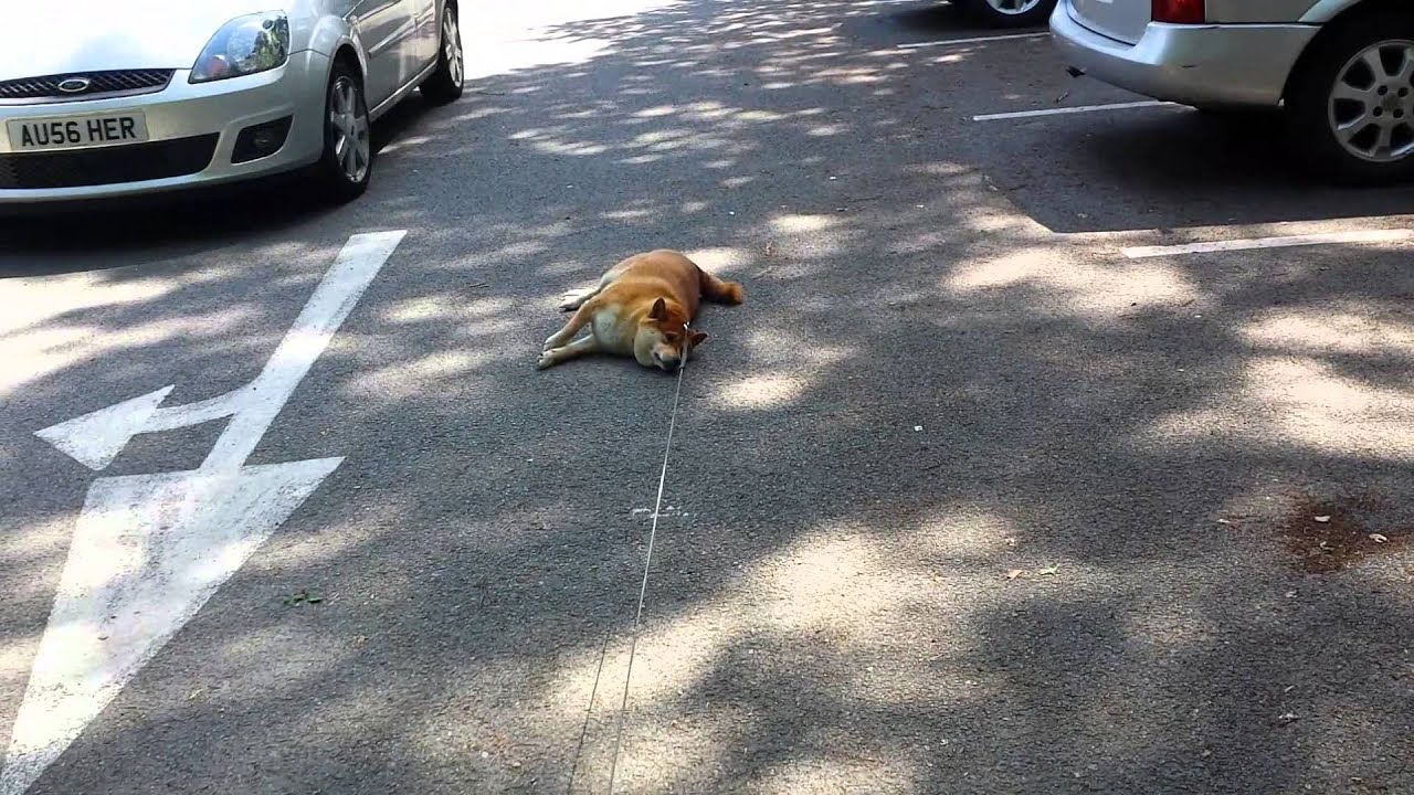 Lazy Shiba Inu - YouTube