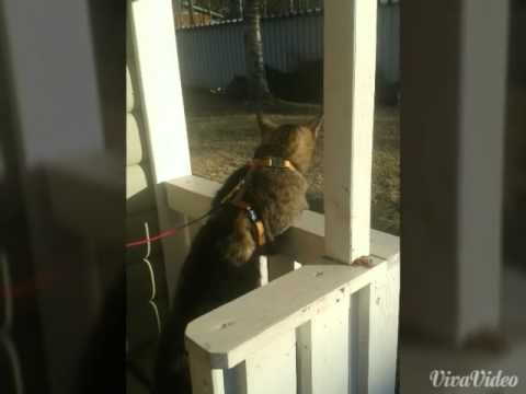 Video: Miksi Kissa Ei Käytä Hiekkalaatikkoa?