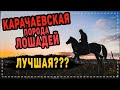 КАРАЧАЕВСКАЯ ЛОШАДЬ. ЗНАКОМСТВО. ХАРАКТЕР. ОСОБЕННОСТИ. СОДЕРЖАНИЕ. АММУНИЦИЯ. Ч.1