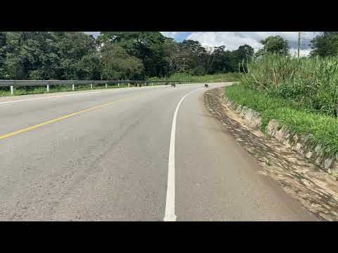 Chimpanzee  crossing the road in Fortportal,Uganda