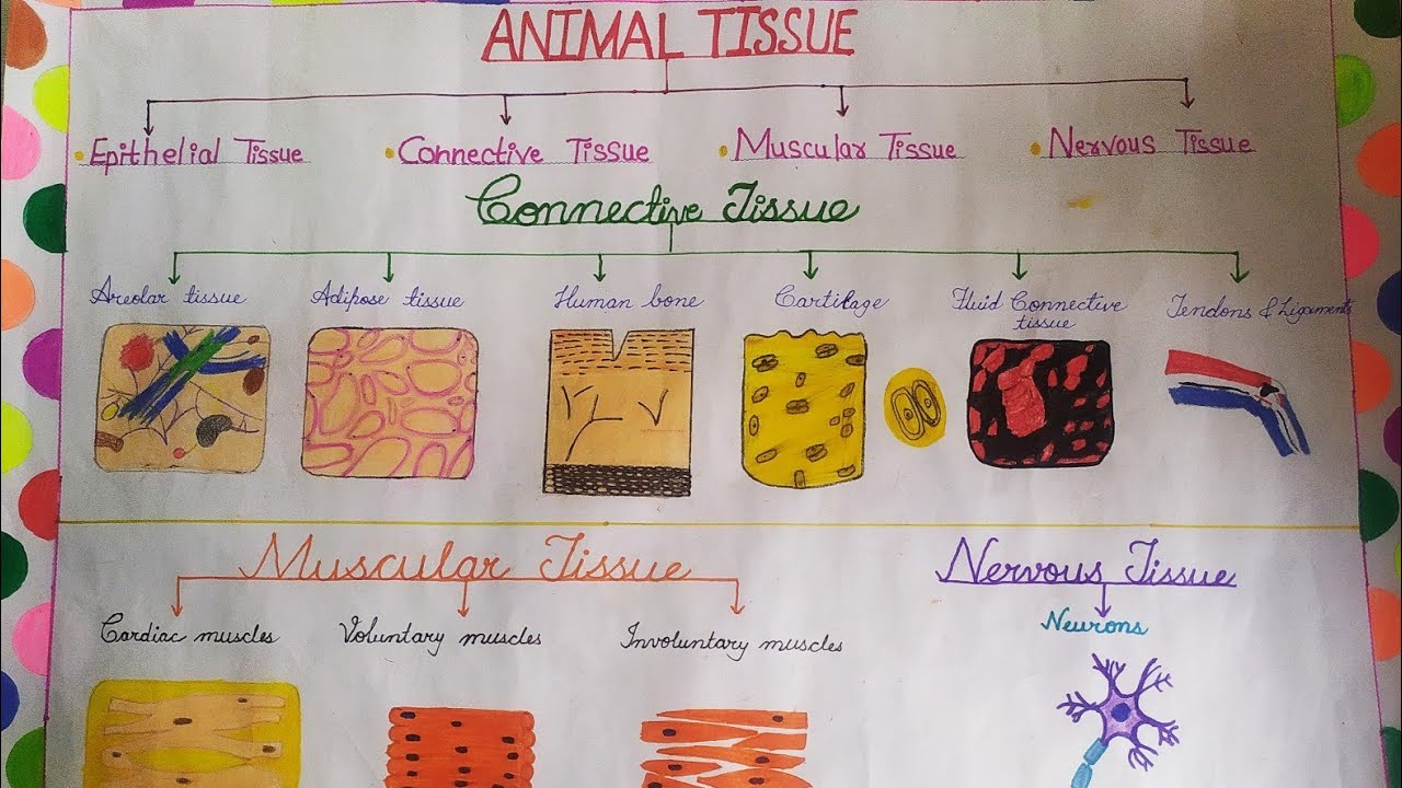 Different types of animal tissue drawing on a chart paper #biology ...