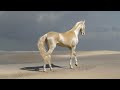 5 Most Beautiful And Rare Horses In The World