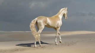 5 Most Beautiful And Rare Horses In The World by GIDEON FILMS TOP 5 57,979 views 4 years ago 4 minutes, 2 seconds
