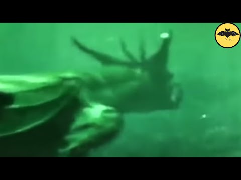 Video: The Mysterious Deep-sea Predator Was Filmed - Alternative View