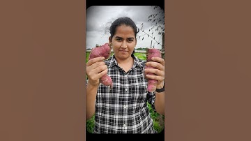 Sweet Potato Harvest | Vaaradhi Farms | Nethra | Organic Farming