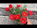 Portulaca a beautiful flower and very easy to grow | grow portulaca in pot