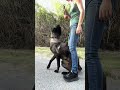 Entrainement #motivation #dogtraining #puppytraining #dogsofyoutube #shortsdog #malinois #dog