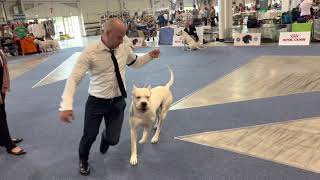 FCI 10 Breeds European Dog Show Budapest 03.06.2023.Dogo Argentino open class male.