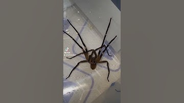 Brazilian WANDERING Spider
