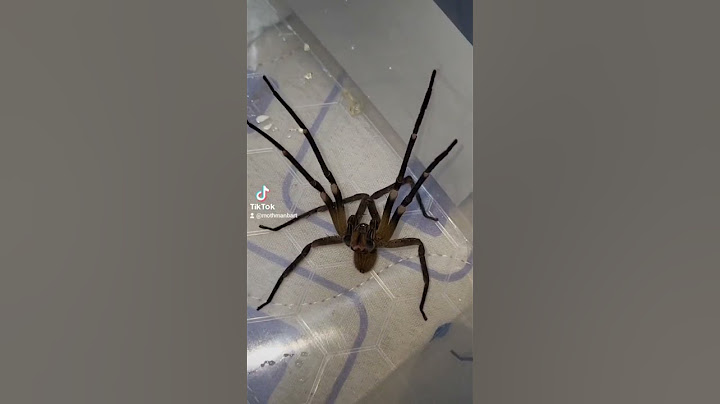 Brazilian WANDERING Spider