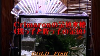 Crimaronの金魚水槽【Cr'sAqua】“金魚”①・《Crimaron Aquarium》熱帯魚水槽 (26)