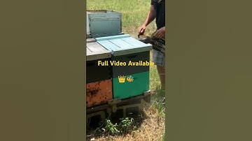 Queen Rearing for Beginners #beekeeper #beekeeping  #honeybee