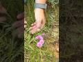 Catsclaw Sensitive Briar. #farming #plantid #nativeplants