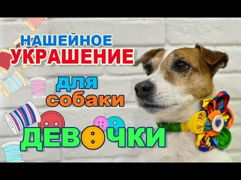 Одежда для собак своими руками