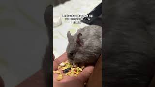 That cheeks #pets #hamster #hamstershorts #cutepets #fluffballshorts #cute #cuteanimals