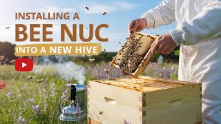 How to Install a Bee Nuc into a New Hive | Step-by-Step Guide for Beginners
