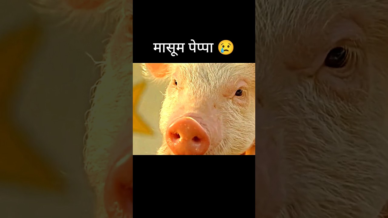 मासूम पेप्पा 😢 | Chinese drama explained | 