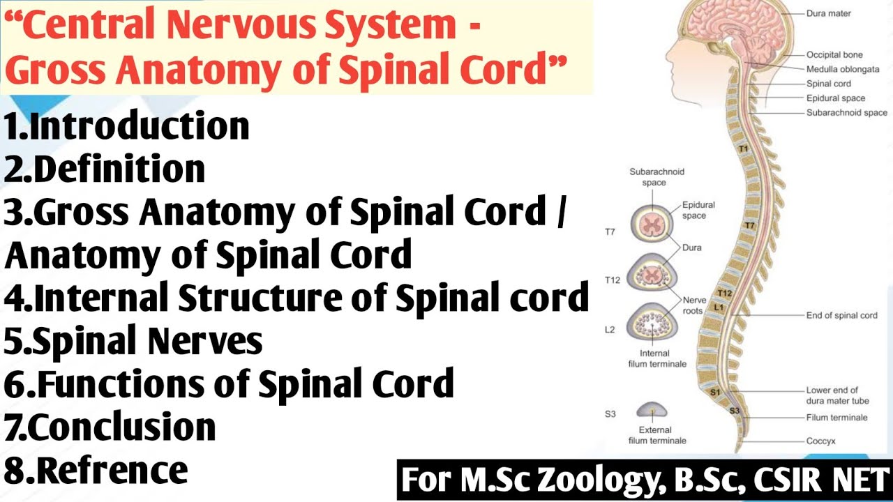 Central Nervous System Gross Anatomy of Spinal Cord | Central Nervous ...