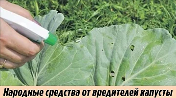 Самое проверенное народное средство от белокрылки на капусте Обработка капусты от вредителей