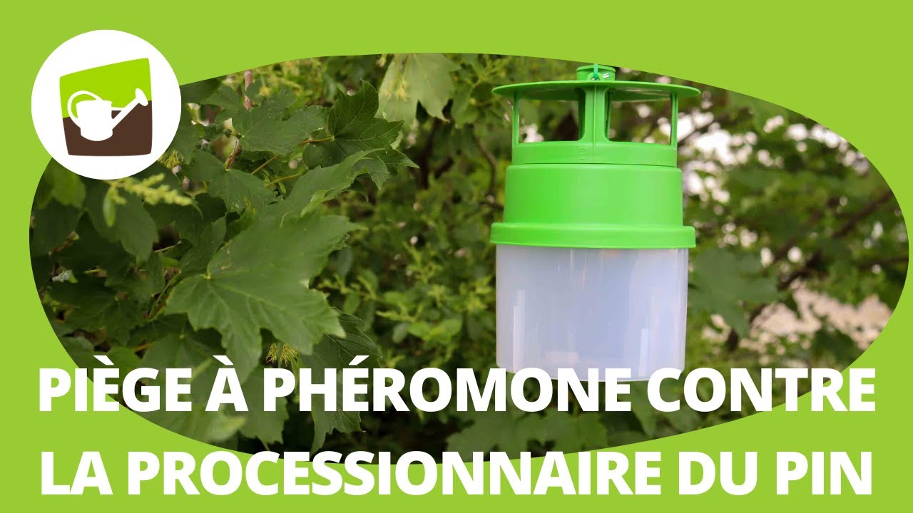 Comment monter un piège à phéromone chenille processionnaire du pin ? -  YouTube
