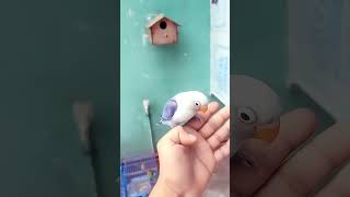 Baby Lovebird Grow Up // African lovebird // voilet fishar lovebird lovebirds ytshorts