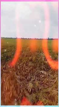 STORY WA KOLAM SUSU ( Koes Plus )