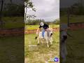 O dia que eu montei em um touro anãoo. 😂😂😂😂😂 #meme #comedia #agro #funny