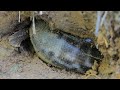 Unbelievable finding big snakehead fish in underground hole dry season 2021