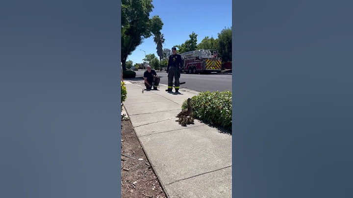 10 ducklings rescued from storm drain