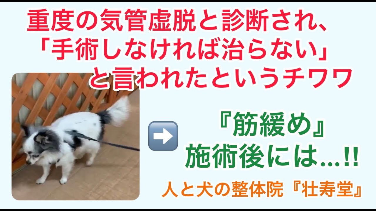 犬の整体 気管虚脱と診断され 手術しないと治らない と言われたというチワワの 筋緩め 施術前 施術後の状態動画 Youtube