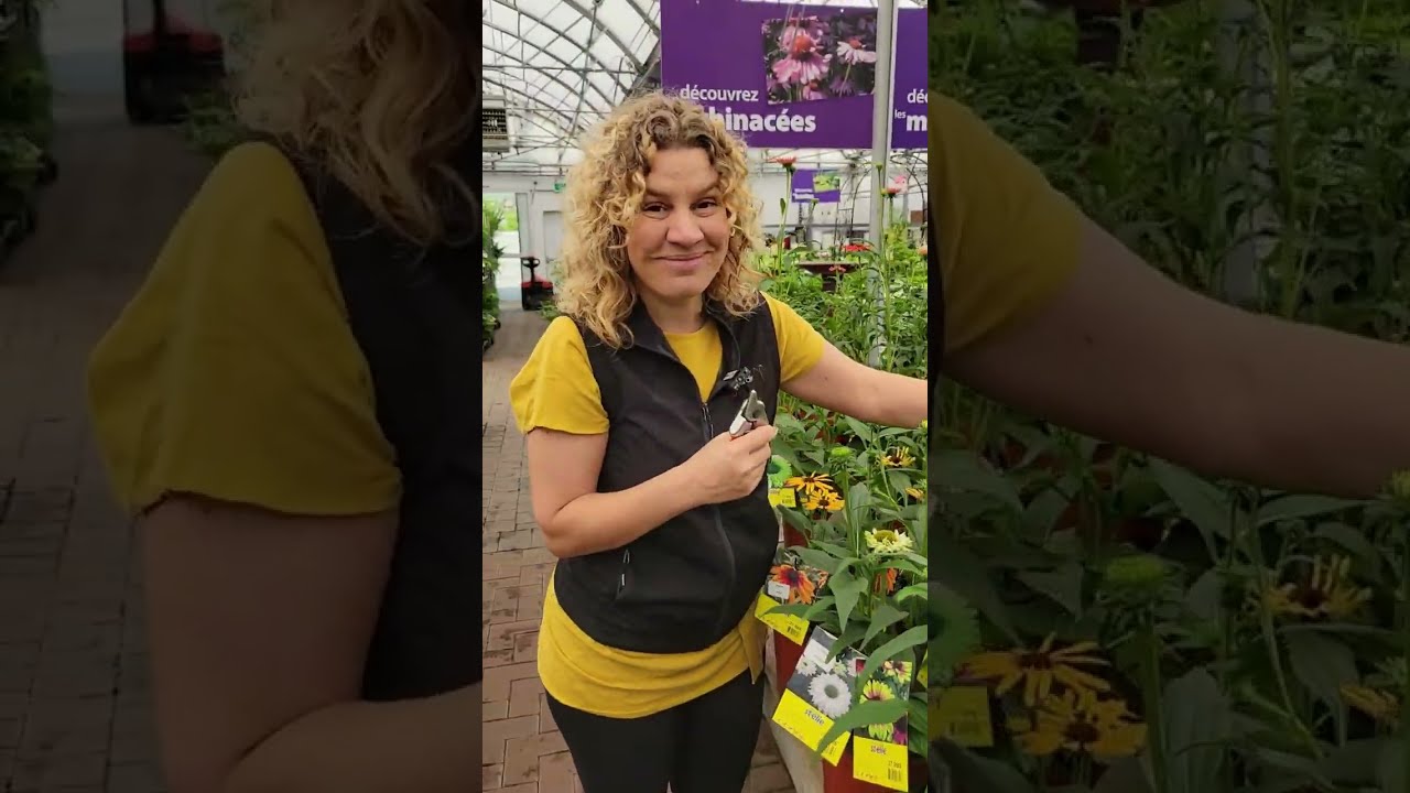 Nos meilleures suggestions de vivaces pour un jardin de fleurs coupées 💐