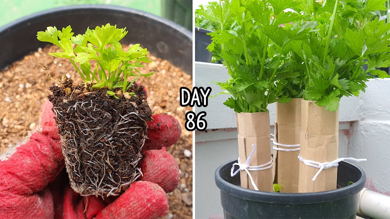 옥상 화분에 셀러리 키우기 How to Grow Celery from Seed in Containers Blanching